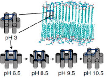 Image: pH-dependent changes in intermolecular packing and symmetry of bilayer tails (Photo courtesy of Northwestern University).
